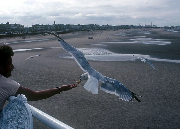 10079897. BIRDS Feeding Sea Gull Tourist feeding sea gull from coastl pier. England