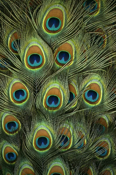10084273. BIRDS Peacock Detail of plumage
