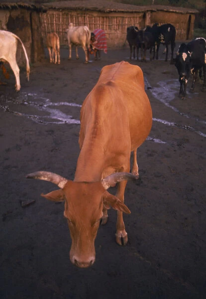 10086885. KENYA Masai Mara Cows in Manyatta Olanana