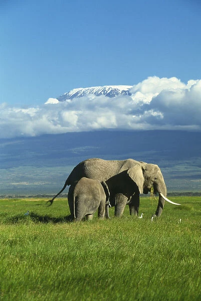 10095608. KENYA Amboseli National Park African elephant