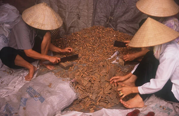 20002343. Vietnam, Bac Ninh, Workers in conical hats preparing cinnamon
