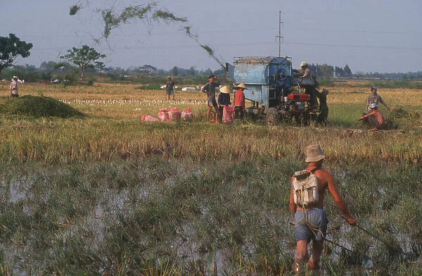 20002459. Vietnam, Cao Lanh, Rice threshing machine with fish skinner in foreground