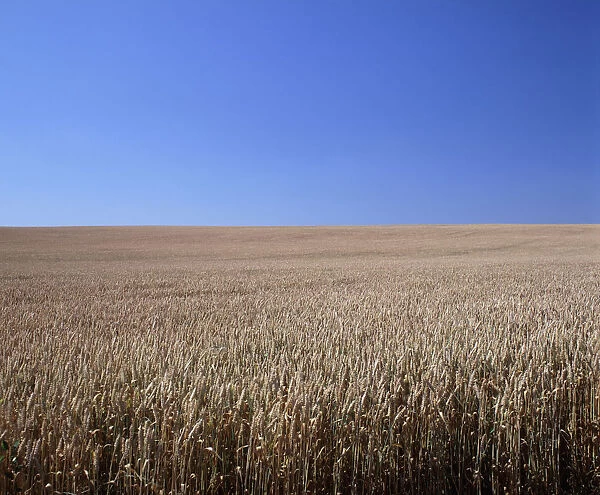 20004852. FRANCE Marne Farming Field of ripe wheat