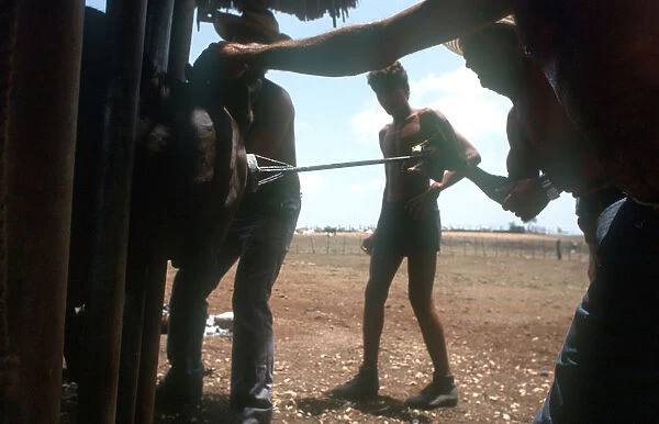 20009948. CUBA Holguin Los Angeles Men branding cattle held in a cage on a ranch