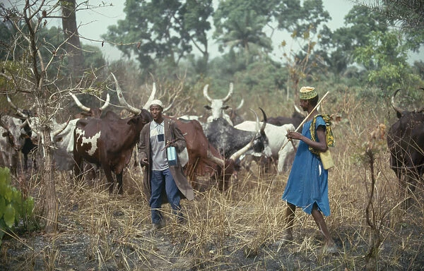 20031239. NIGERIA Farming Fulani herdsmen with longhorn cattle