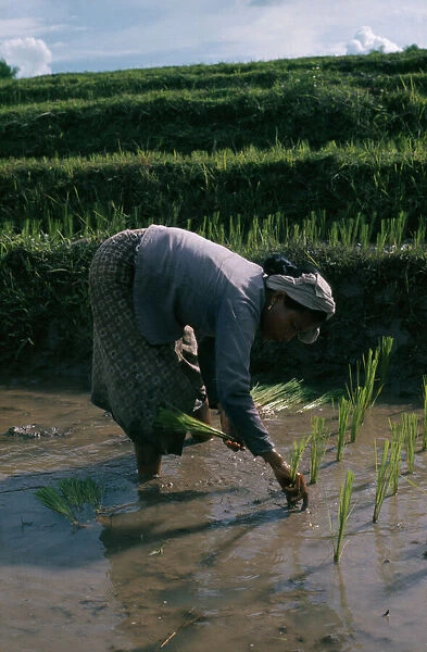 20031592. LAOS Farming Woman planting rice seedlings in paddy
