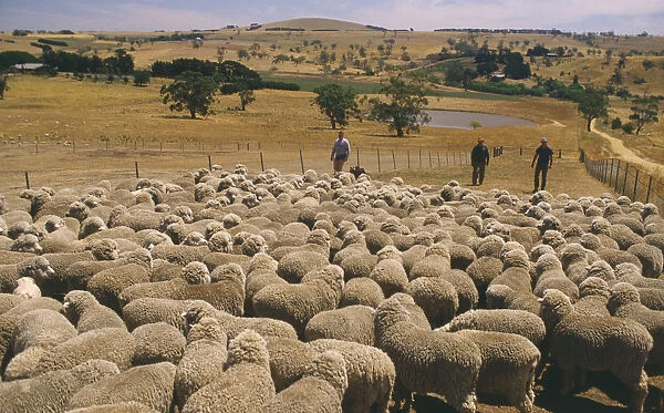 20031953. AUSTRALIA Western Farming Massed sheep on large ranch