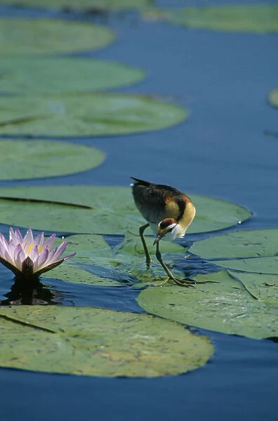 20032042. BOTSWANA Okavango Delta Lesser Jacana bird walking on lilly pads