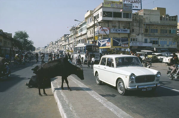 20033798. india, uttar pradesh, delhi, cows crossing the road in traffic
