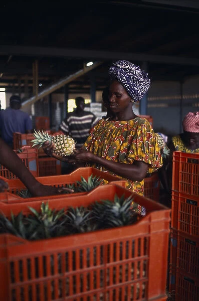 20037991. IVORY COAST Agriculture Women trimming and packing pineapples at a plantation