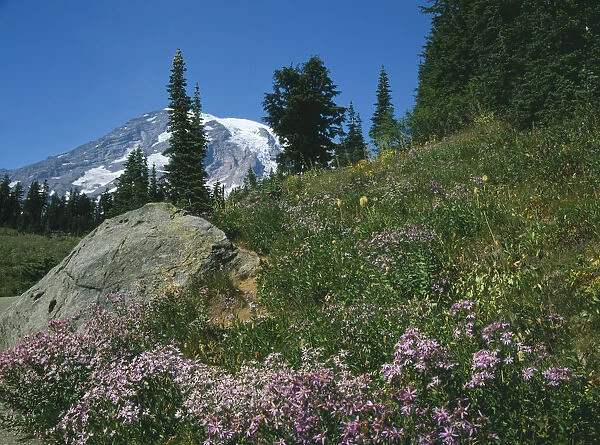20039030. USA Washington State Mount Rainer National Park Paradise