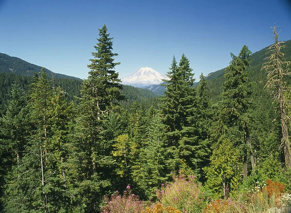 20039033. USA Washington State Mount Rainer National Park Mount Rainer seen through trees