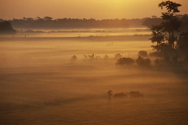 20045617. BANGLADESH Hatiya Farmer with cows in early morning mist at sunrise.