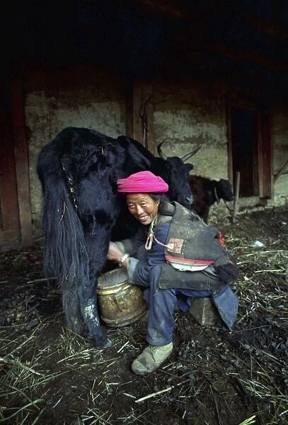 20046277. CHINA Yunnan Zongdian Smiling woman milking a Yak in a barn