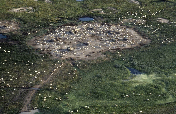 20050029. SUDAN South Radial Settlement Aerial view over Dinka cattle camp