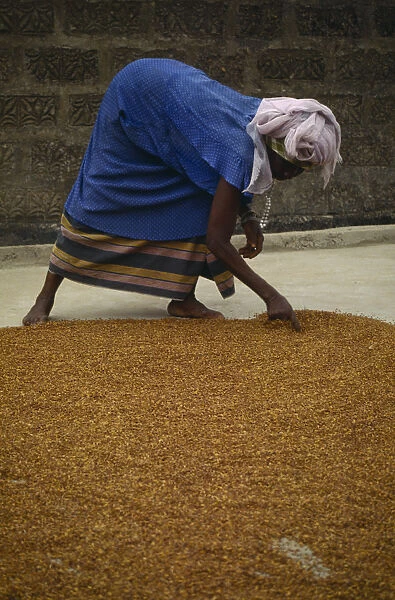 20052210. SIERRA LEONE Agriculture Woman spreading grain on the ground to dry