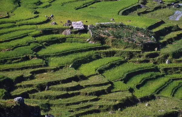 20052364. INDONESIA Toraja Rice terraces