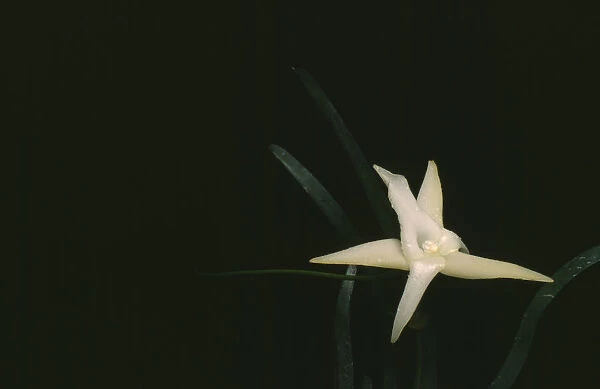 20056450. PLANT Flower Orchid Angraecum Sesquipedale