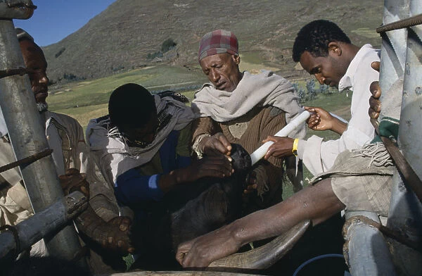 20057941. ETHIOPIA North Wollo Vet attending cattle