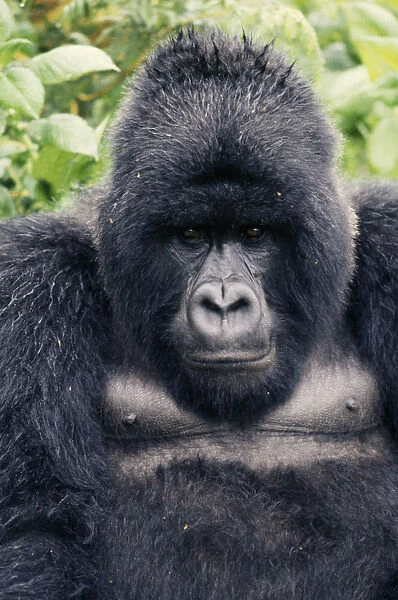 20060886. RWANDA Animals Gorilla Portrait of mountain gorilla