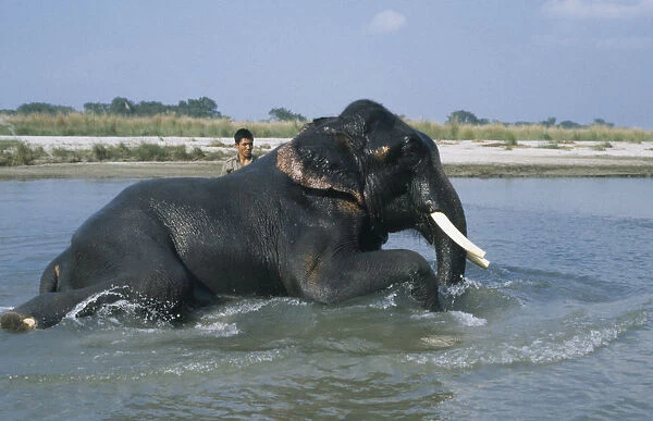 20061210. NEPAL Chitwan National Park Mahout washing a tusker. elephant