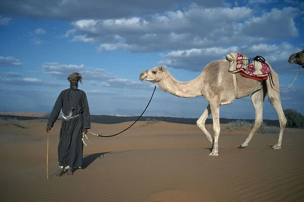 20061274. OMAN Wahiba Sands Bedouin man leading camel across sand