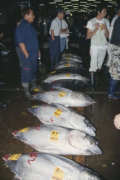 20061422. JAPAN Tokyo Tsukiji Market. Tuna fish for sale and buyers