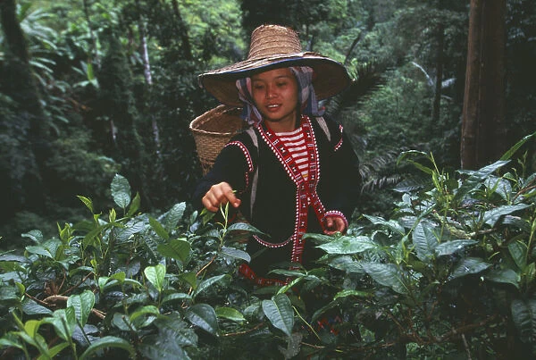 20063672. THAILAND Chiang Mai Chiang Dao District Lahu woman picking tea on a plantation