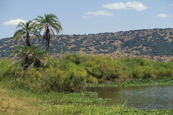 20070906. RWANDA Akagera Nat. Park Lake Ihema Landscape with lakeside palms