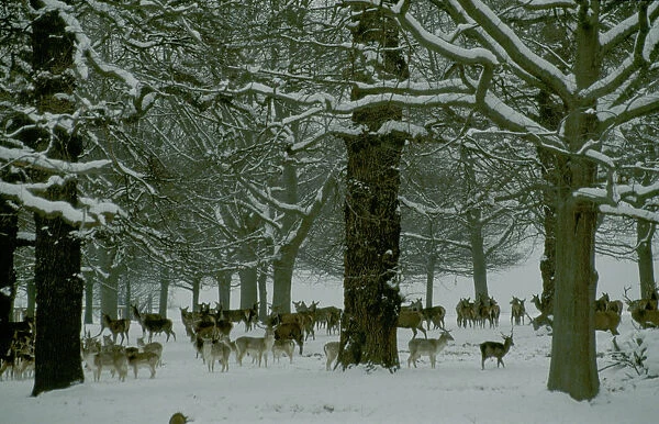 20072063. ENGLAND London Fallow deer amongst trees in snow in Richmond Park