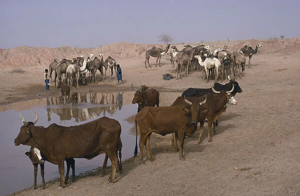 20072764. NIGER Zinder Camels and cattle at water hole