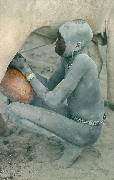20073497. SUDAN People Milking cow in Dinka cattle camp