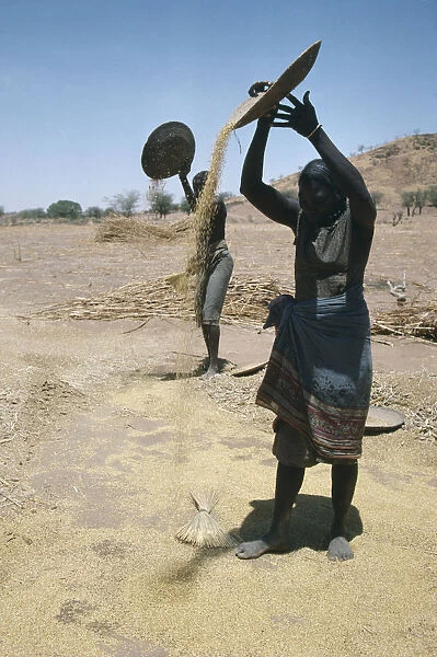20075253. SUDAN South Darfur Farming Masalit women winnowing millet