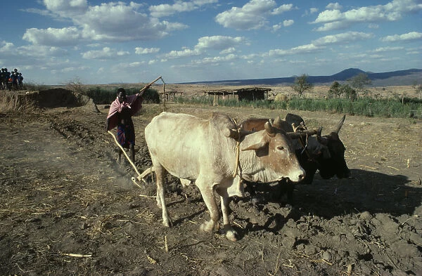 20076408. KENYA Agriculture Burji tribesman ploughing with pair of oxen. East Africa