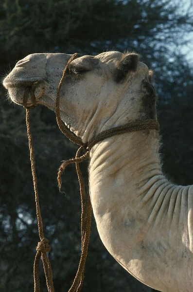 20076550. KENYA Transport Animal Samburu camel safari. Camel with rope harness