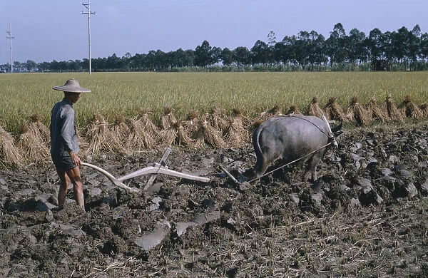 20078276. CHINA Agriculture Farmer ploughing rice field with bullock