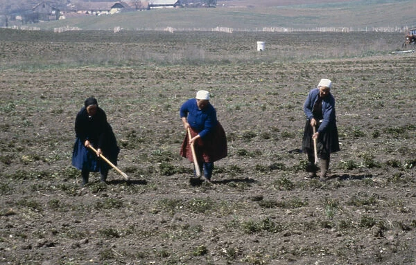 20079692. HUNGARY Nograd Holl--ko Village Women working in the fields