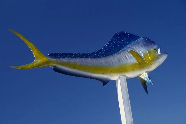 20083368. USA Florida Ornamental tropical fish displayed on a pole against a blue sky