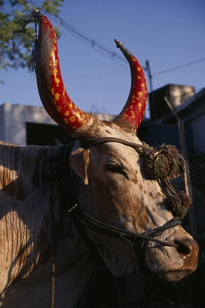 20089406. india, madhya pradesh, bhopal, portrait of cow with horns painted red