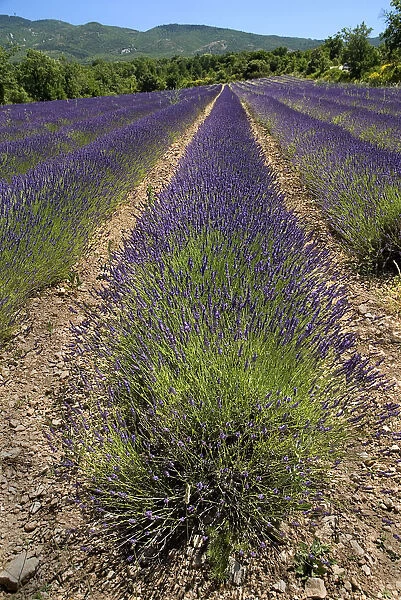 20093934. FRANCE Provence Cote d Azur Lavender field between the villages of Saignon