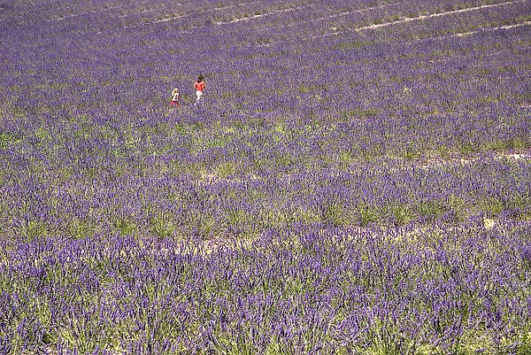 20093968. FRANCE Provence Cote d Azur Near town of Valensole a woman