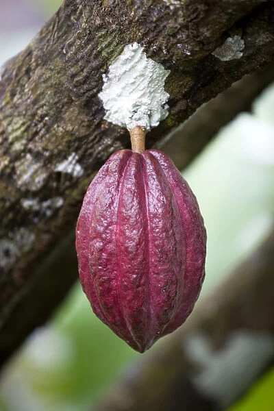 20094410. West Indies Caribbean Grenada Unripe purple cocoa pod growing