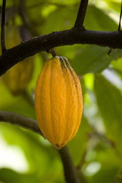 20094413. West Indies Caribbean Grenada Ripe yellow cocoa pod growing