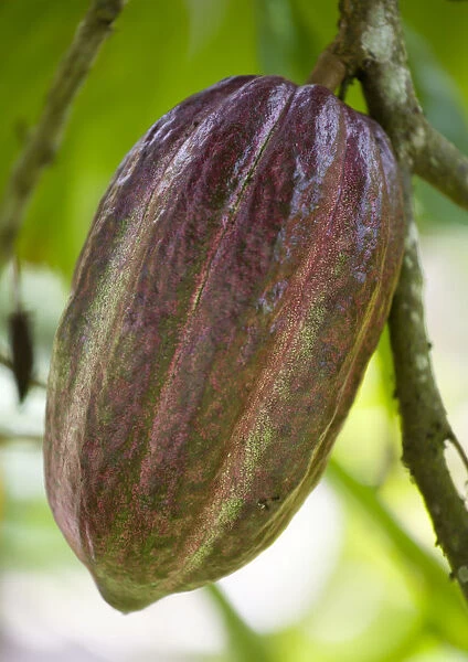 20094452. West Indies Caribbean Grenada Unripe purple cocoa pod growing