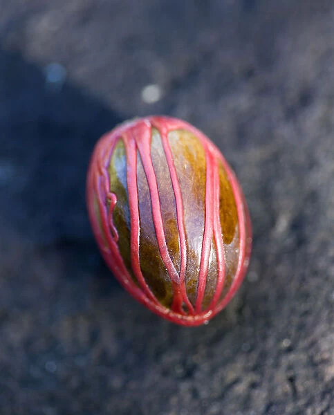 20094456. West Indies Caribbean Grenada Nutmeg nut wrapped in red mace