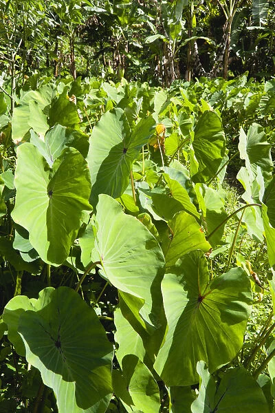 20096259. West Indies Grenada St John Callaloo crop growing beside a banana plantation
