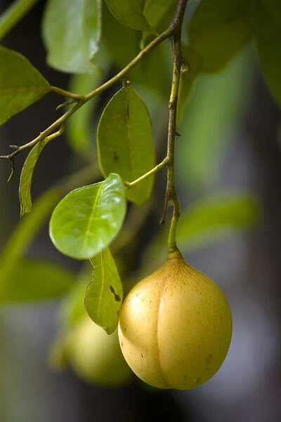 20096374. West Indies Grenada St John Almost ripe nutmeg fruit growing on a tree