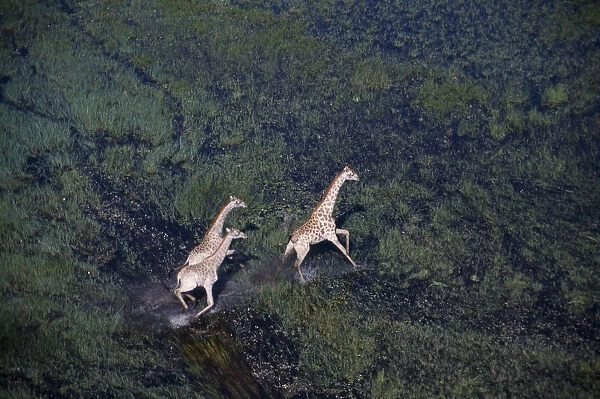 Aerial view looking down on three running Giraffes on the floodplains