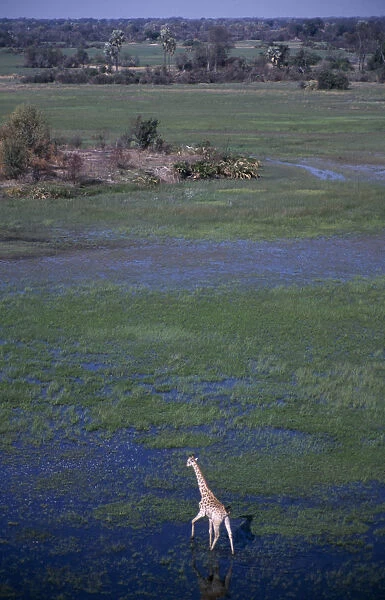 Aerial view looking down on single Giraffe on the floodplains