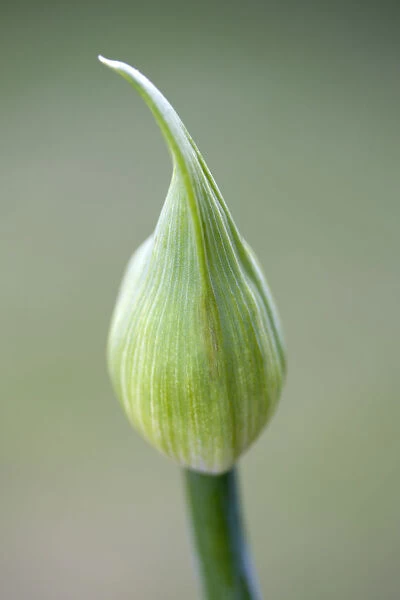 African lily, Agapanthus, a flower bud against a green background